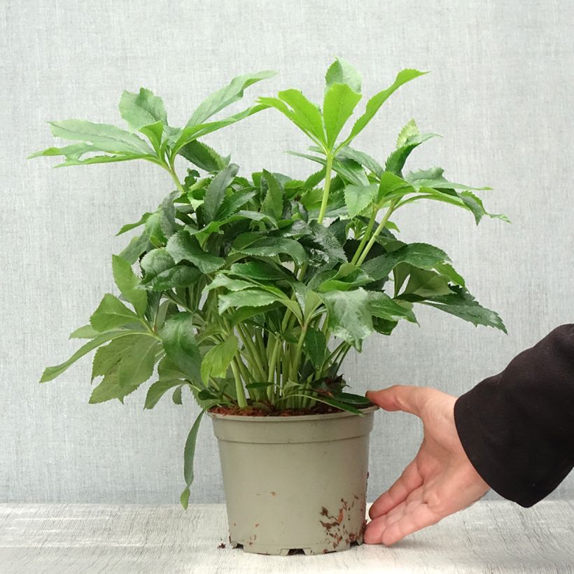 Example of Hellébore orientale ViV Alessia Pot de 2L/3L as you get in automne