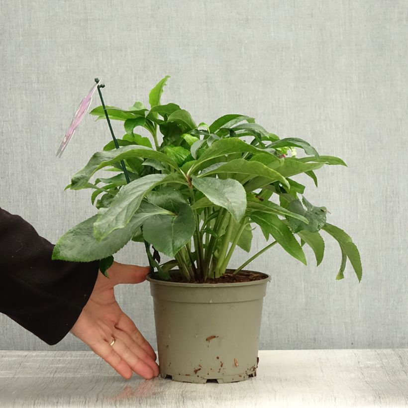 Example of Hellébore orientale ViV Ariana Pot de 2L/3L as you get in automne