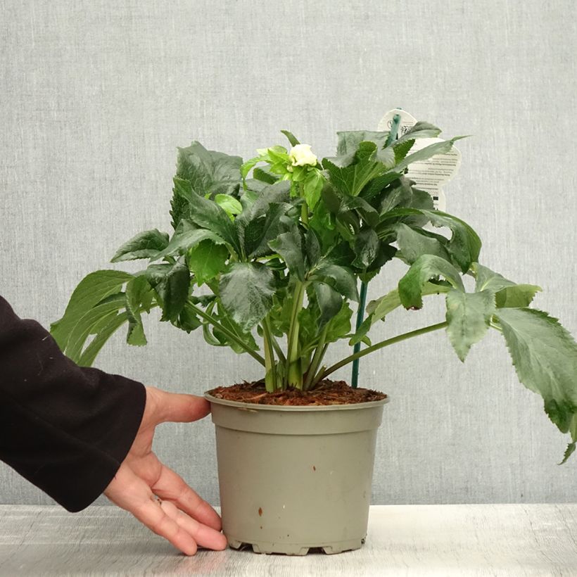 Example of Hellébore orientale ViV Benedetta Pot de 2L/3L as you get in automne
