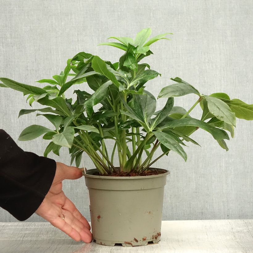 Example of Hellébore orientale ViV Carlotta Pot de 2L/3L as you get in automne