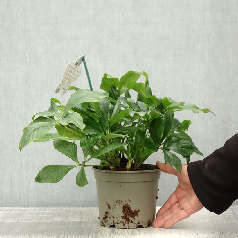 Example of Hellébore orientale ViV Celestina Pot de 2L/3L as you get in automne