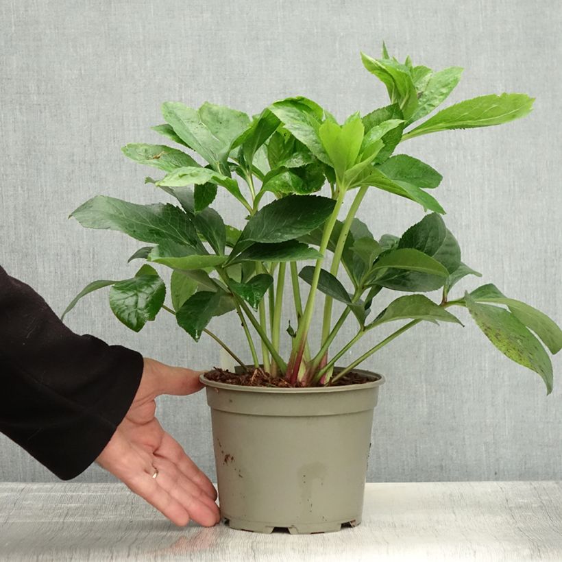Example of Hellébore orientale ViV Cinzia Pot de 2L/3L as you get in automne