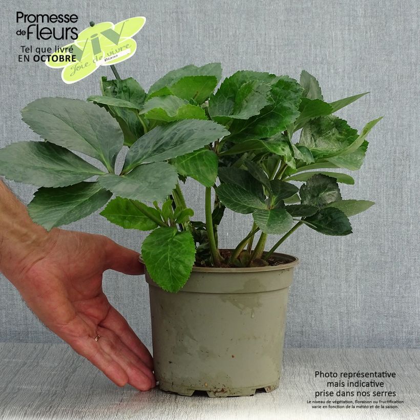 Example of Hellebore orientale ViV Diana Pot de 2L/3L as you get in automne