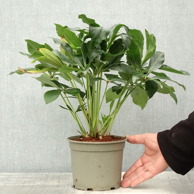 Example of Hellébore orientale ViV Elena Pot de 2L/3L as you get in automne