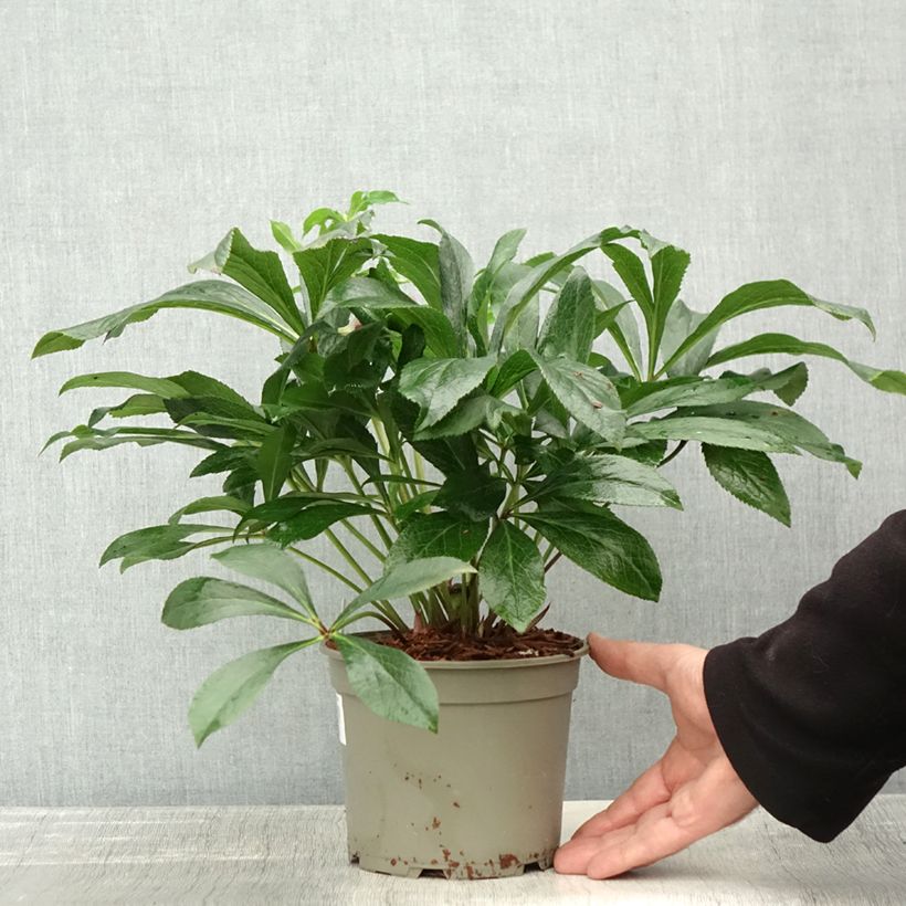 Example of Hellébore orientale ViV Eleonora Pot de 2L/3L as you get in automne