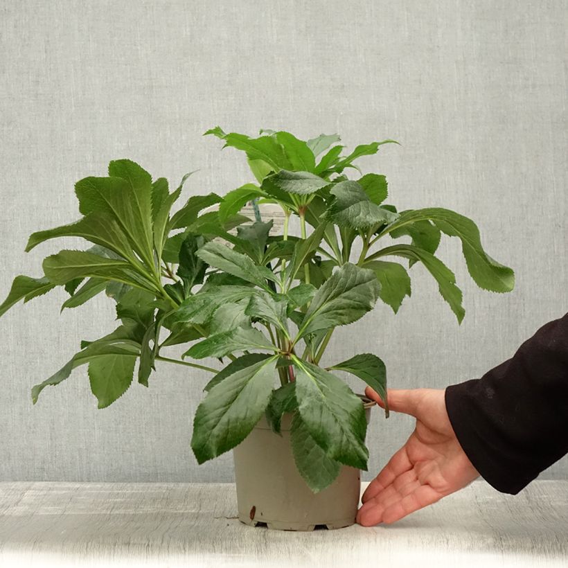 Example of Hellébore orientale ViV Fiorentina Pot de 2L/3L as you get in automne