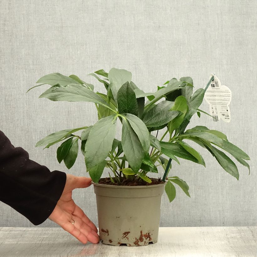 Example of Hellébore orientale ViV Halina Pot de 2L/3L as you get in automne