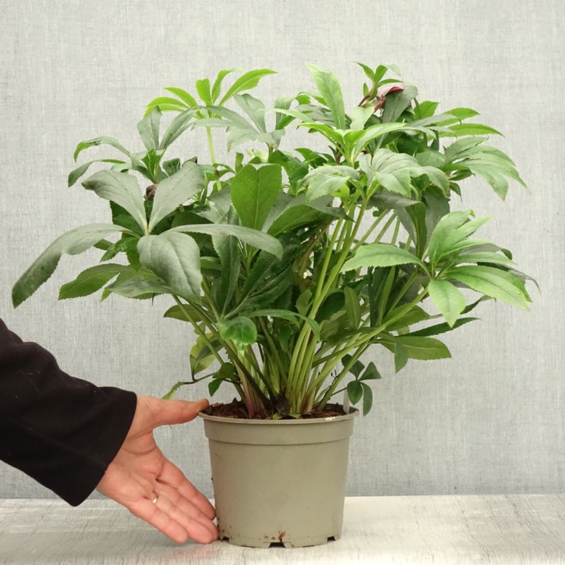 Example of Hellébore orientale ViV Liliana Pot de 2L/3L as you get in automne