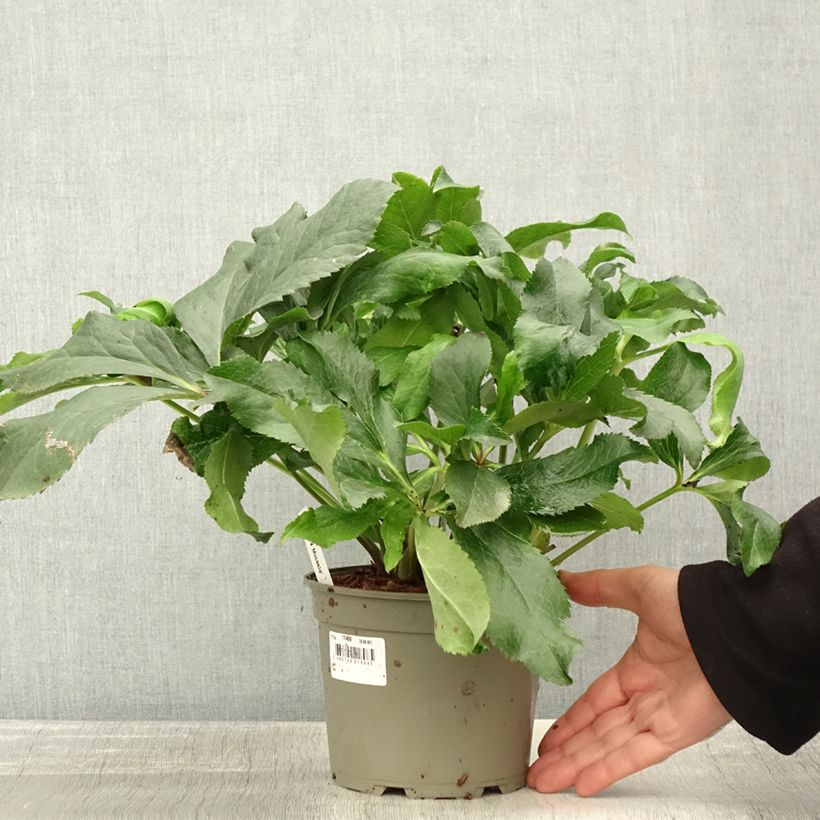 Example of Hellébore orientale ViV Micaela Pot de 2L/3L as you get in automne
