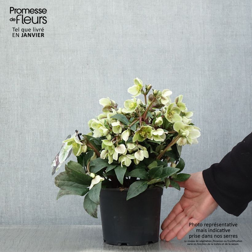 Example of Hellébore oriental ViV Olivia Pot de 2L/3L as you get in hiver