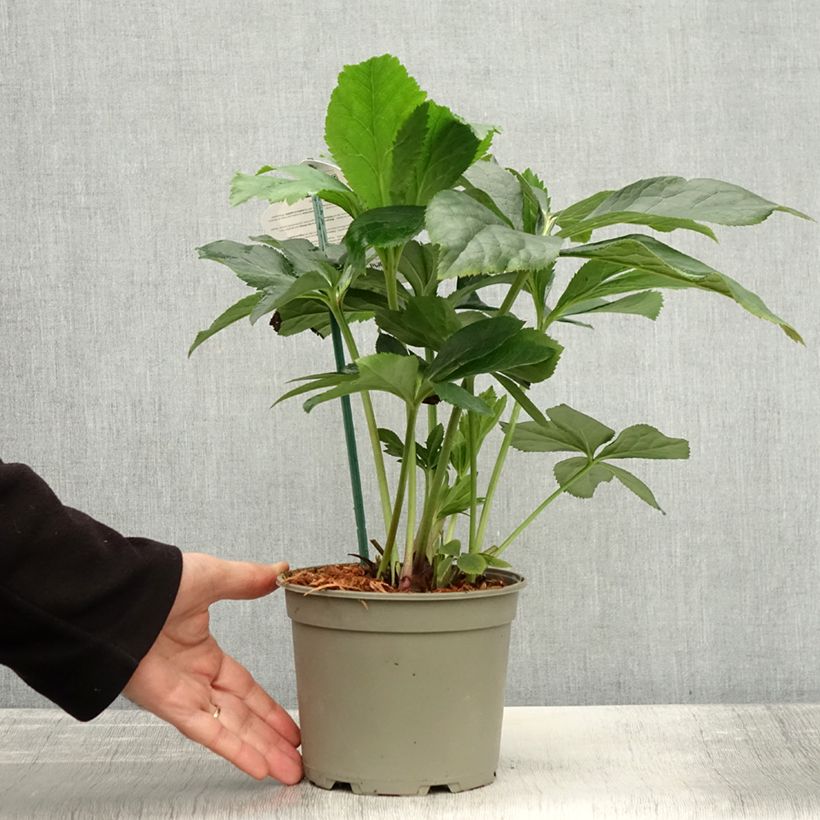 Example of Hellébore orientale ViV Patrizia Pot de 2L/3L as you get in automne