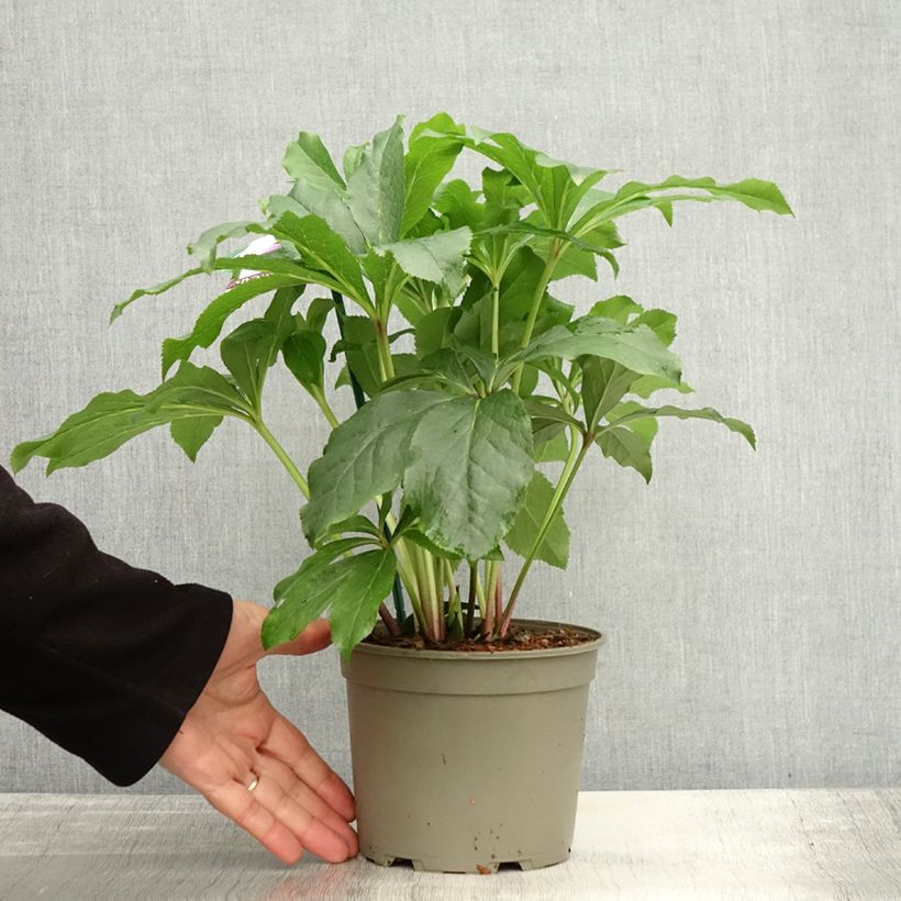 Example of Hellébore orientale ViV Rosa Pot de 2L/3L as you get in automne