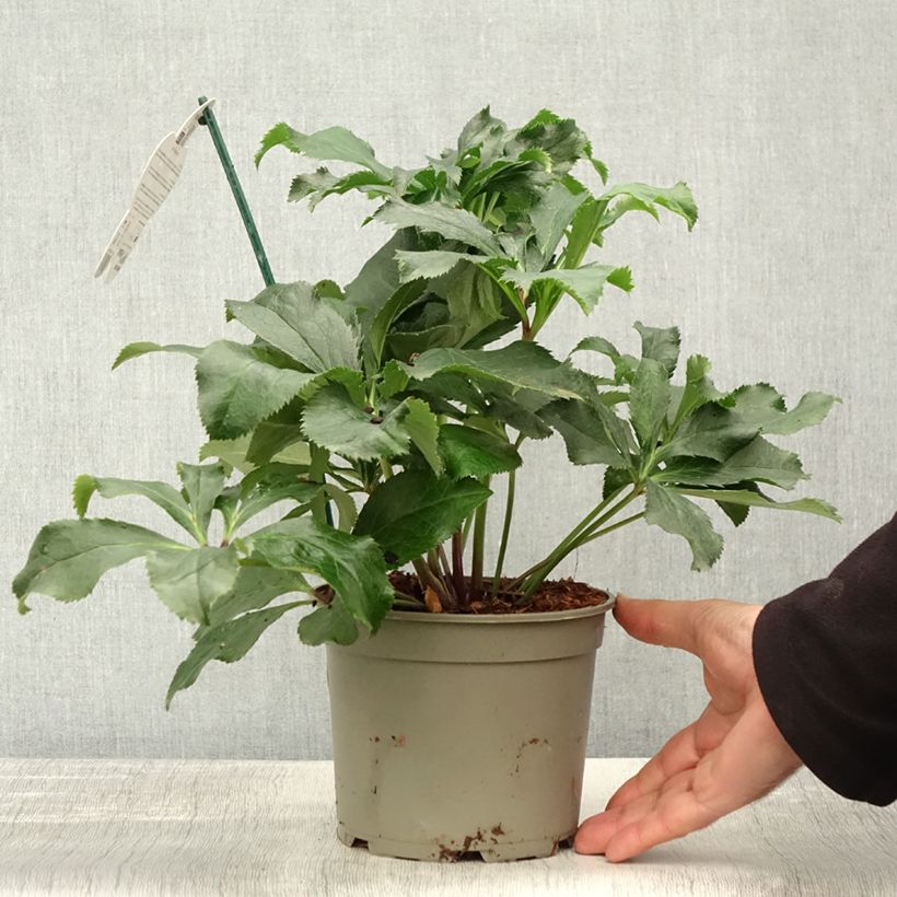 Example of Hellébore orientale ViV Stefania Pot de 2L/3L as you get in automne