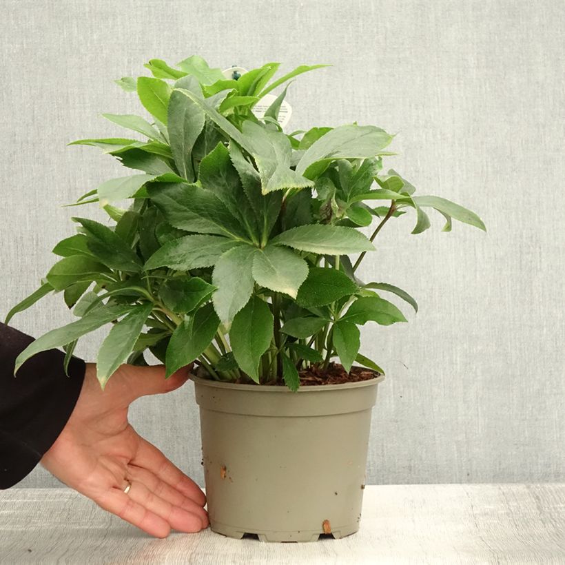 Example of Hellébore orientale ViV Teresa Pot de 2L/3L as you get in automne