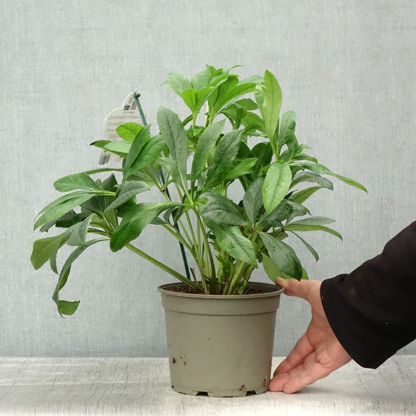 Example of Hellébore orientale ViV Victoria Pot de 2L/3L as you get in automne