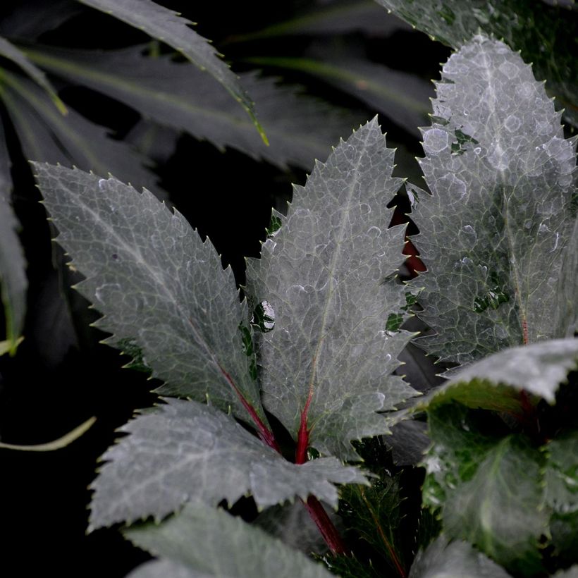 Hellébore sternii Flame - Hellébore de Stern (Foliage)