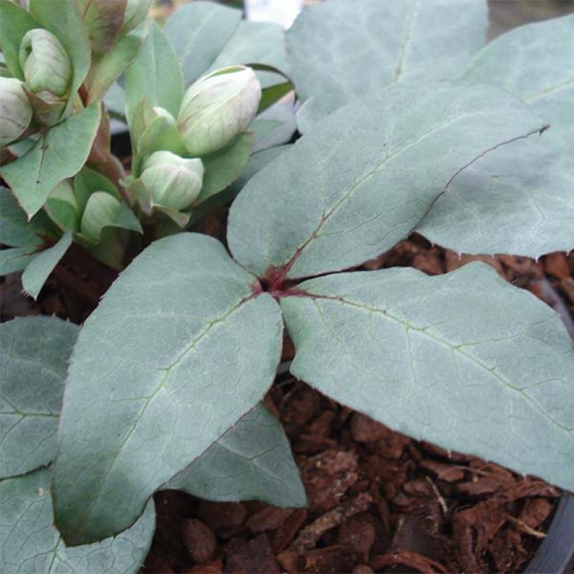 Hellébore sternii Grey Star - Hellébore de Stern (Foliage)