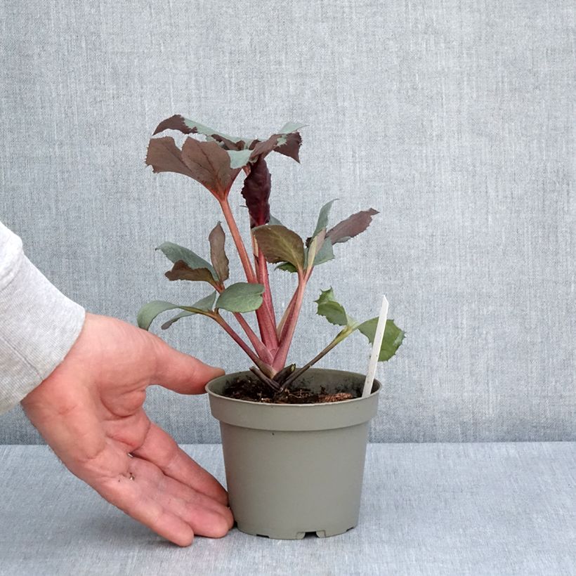 Example of Hellébore sternii Grey Star - Hellébore de Stern Pot de 1L/1,5L as you get in printemps