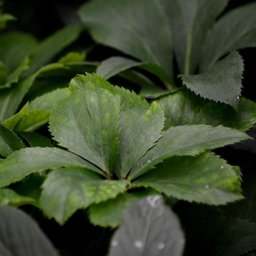 Hellébore torquatus (Foliage)