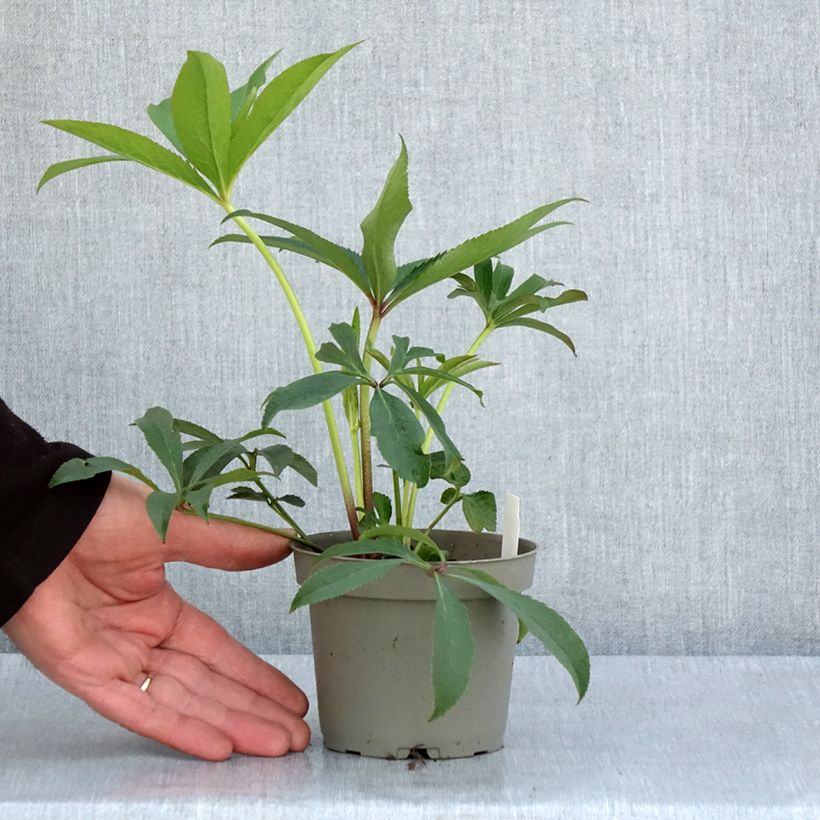Example of Hellébore torquatus Party Dress Hybriden Pot de 1L/1,5L as you get in printemps