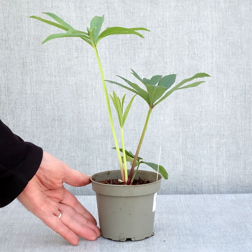 Example of Helleborus abchasicus - Hellébore d'Abkhazie Pot de 12 cm / 13 cm as you get in printemps