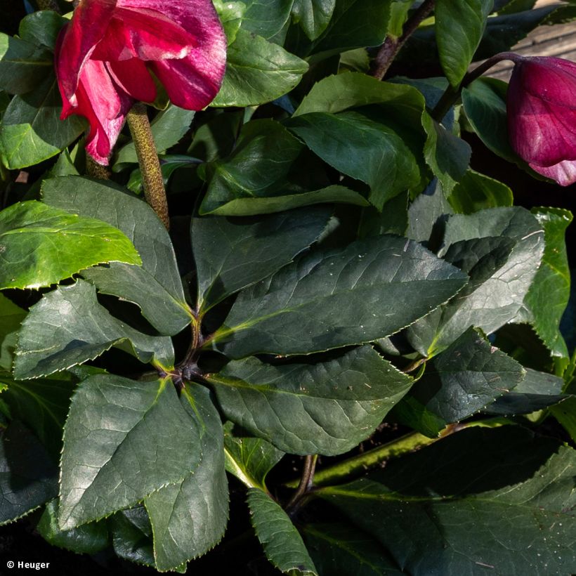 Hellébore lemperii Leona (Foliage)