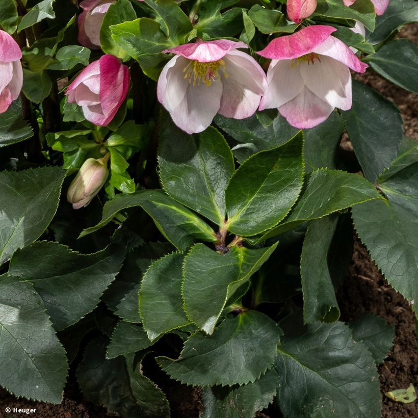 Hellébore lemperii Lola (Foliage)