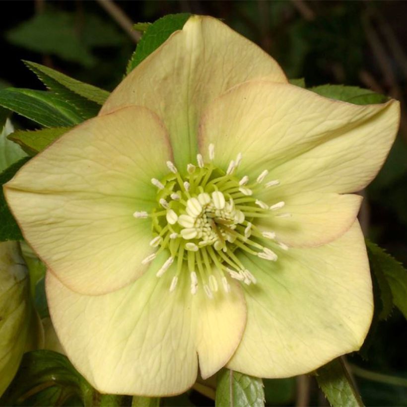 Hellébore orientale Magic Abricot guttatus (Flowering)