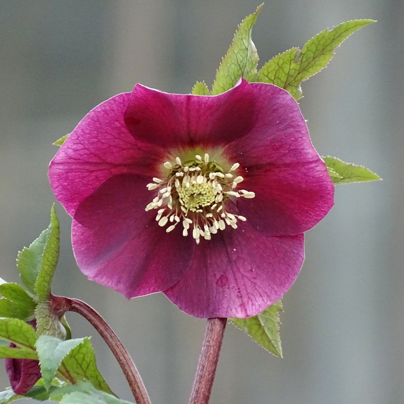 Hellébore orientale Magic Rouge (Flowering)