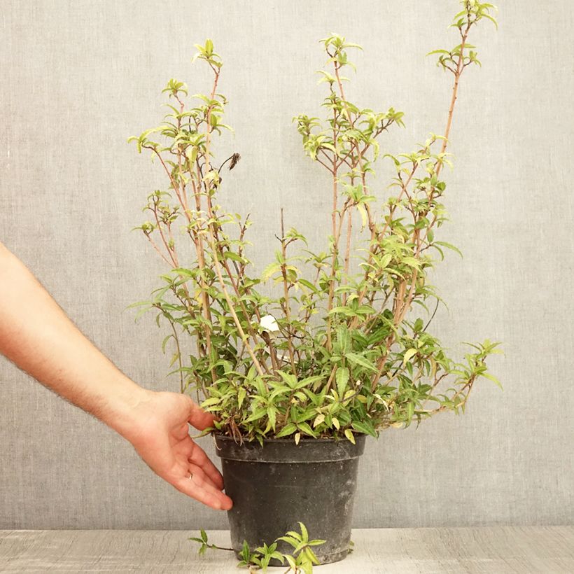 Example of Helwingia himalaica - Helwingie de l'Himalaya Pot de 3L/4L as you get in ete