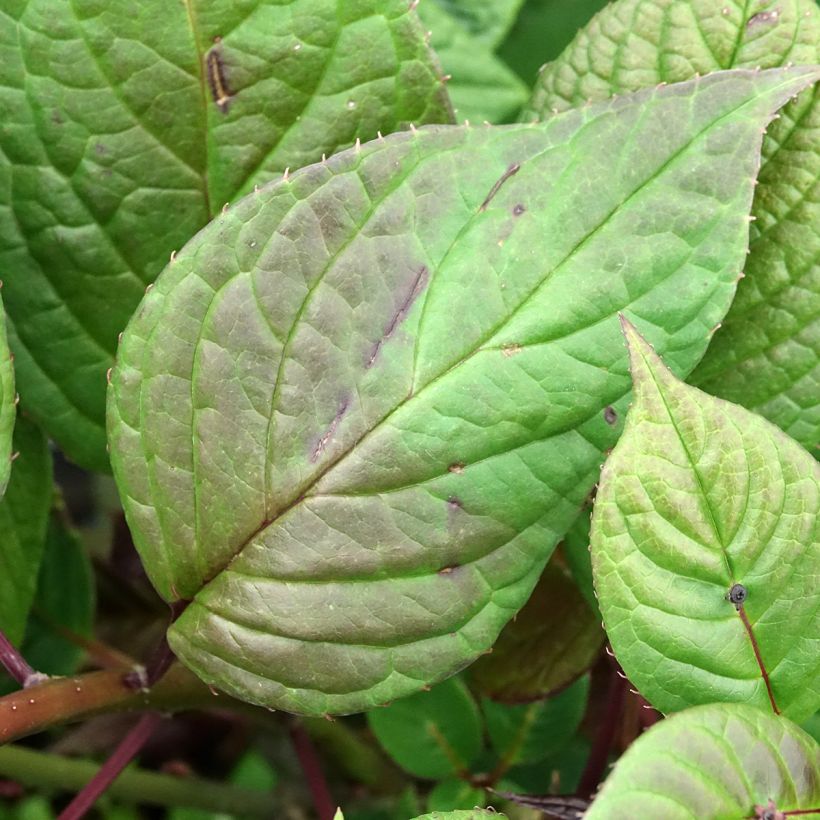 Helwingia japonica femelle (Foliage)