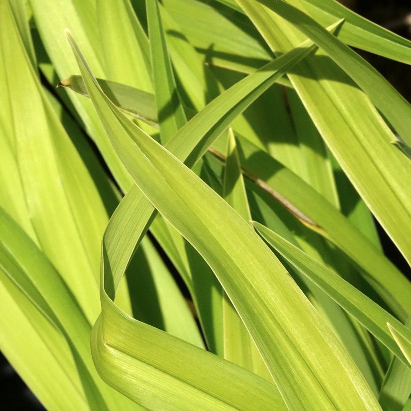 Hémérocalle Bakabana - Lis d'un jour jaune d'or (Foliage)