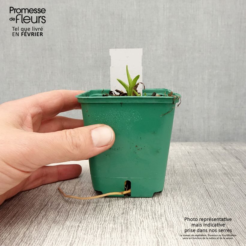Example of Hémérocalle Bonanza - Lis d'un jour Godet de 8/9 cm as you get in hiver
