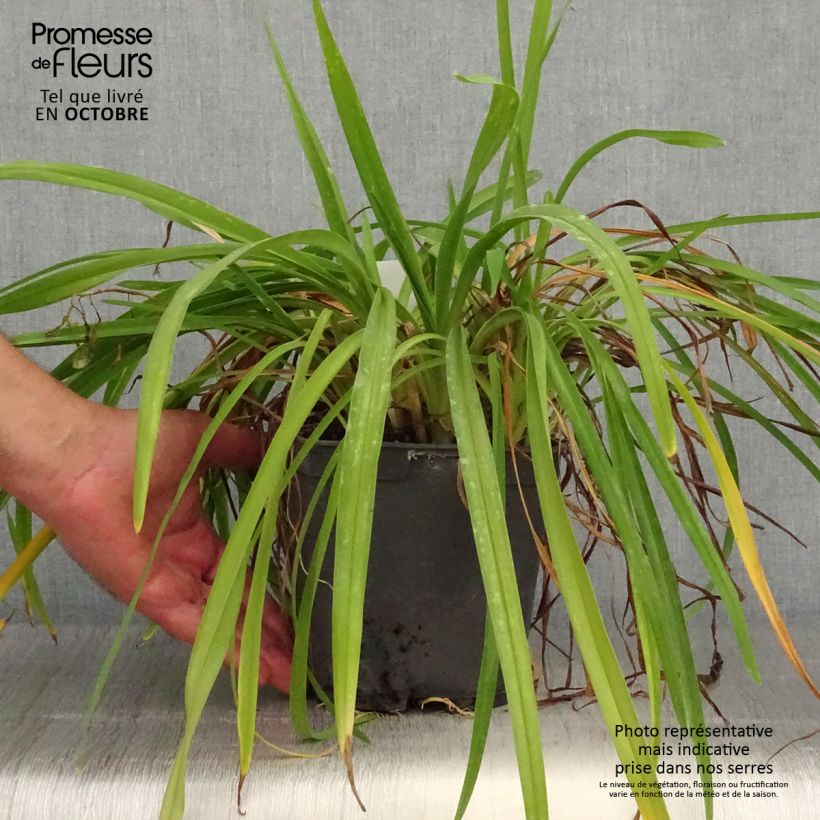 Example of Hémérocalle Crimson Pirate - Lis d'un Jour rouge vif Pot de 2L/3L as you get in automne