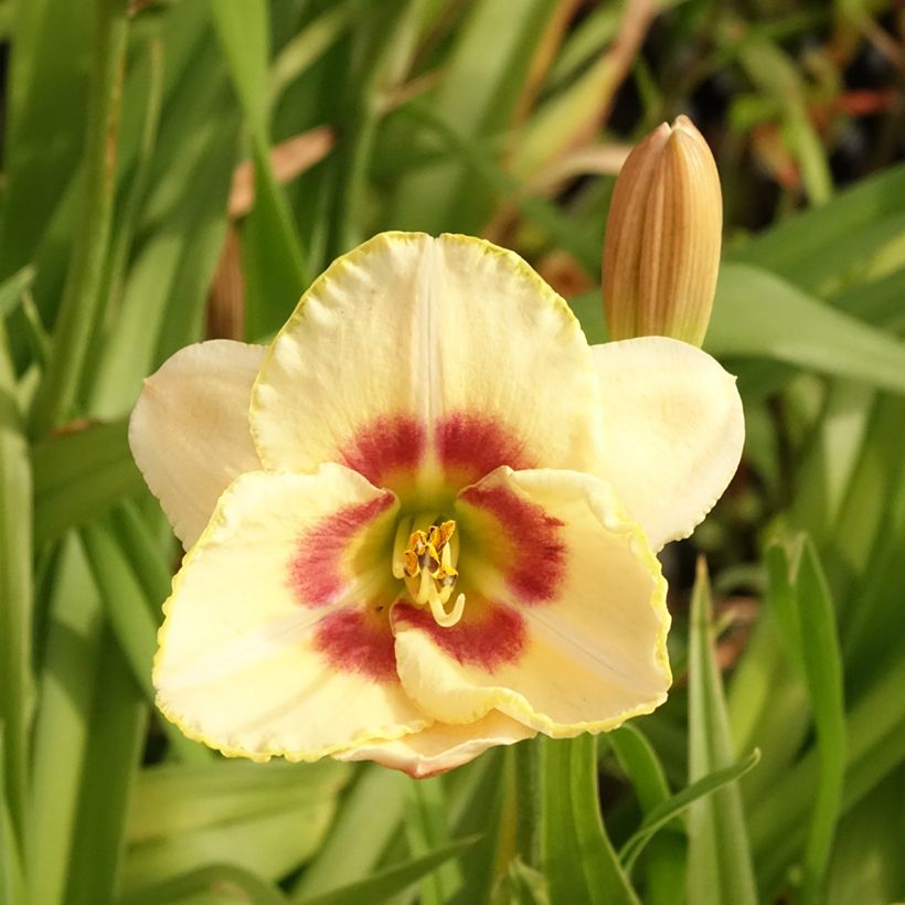 Hémérocalle Custard Candy - Lis d'un jour jaune et crème (Flowering)
