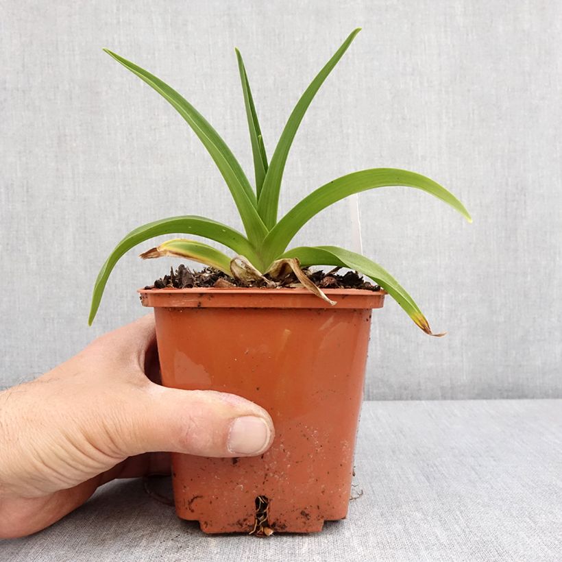 Example of Hémérocalle Dream Legacy - Lis d'un jour Pot de 1L/1,5L as you get in printemps
