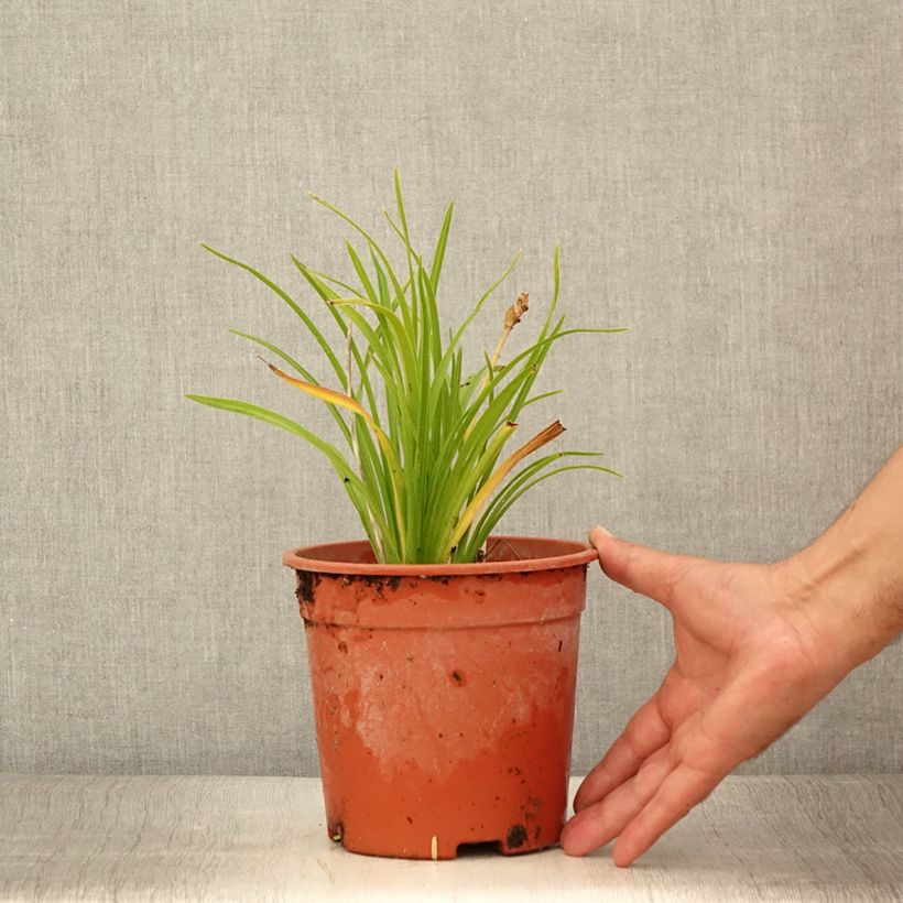 Example of Hémérocalle Everydaylily Punch Yellow - Lis d'un jour Pot de 2L/3L as you get in ete