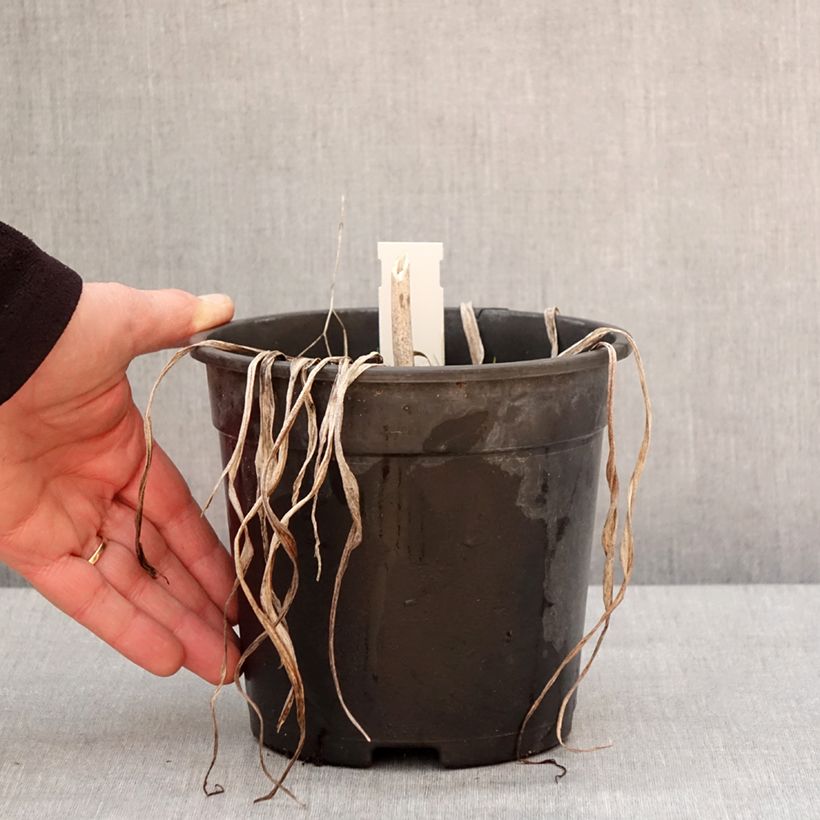 Example of Hémérocalle Final Touch - Lis d'un jour rose carmin à centre vert Pot de 2L/3L as you get in hiver