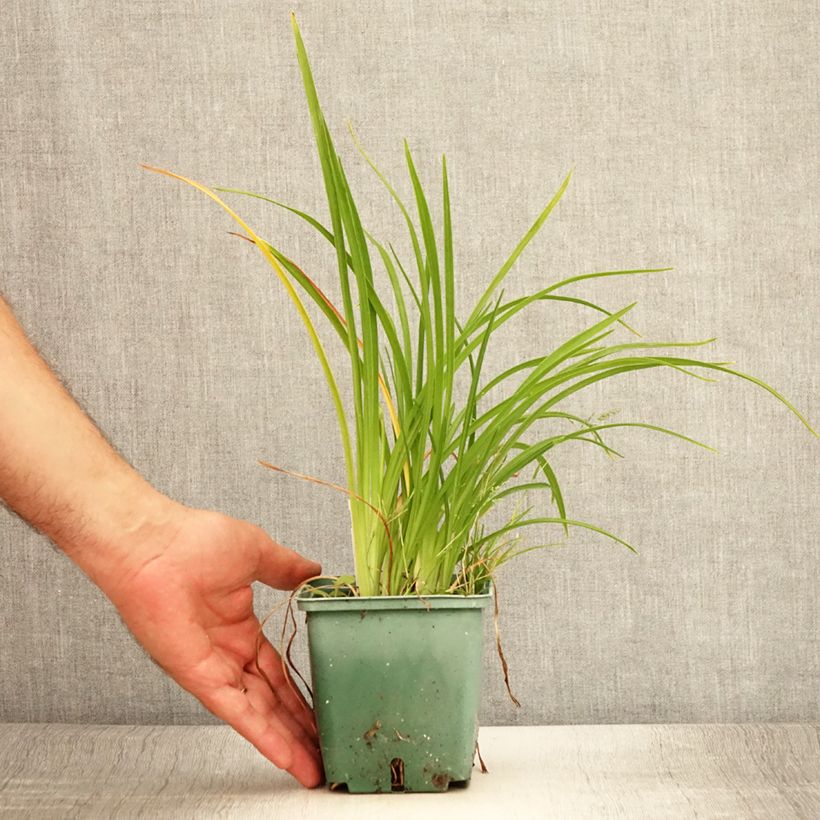 Example of Hemerocalle Mini Stella - Lis d'un jour jaune vif Pot de 1L/1,5L as you get in ete