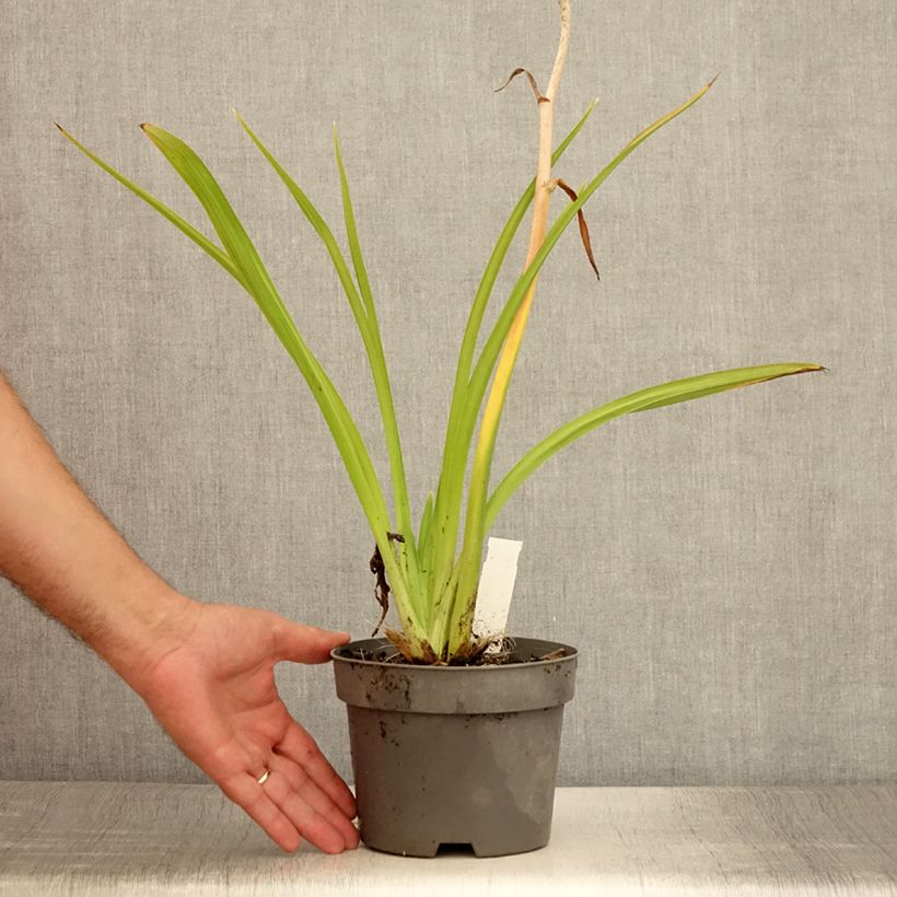 Example of Hémérocalle ou hemerocallis Gentle Shepherd Pot de 2L/3L as you get in ete