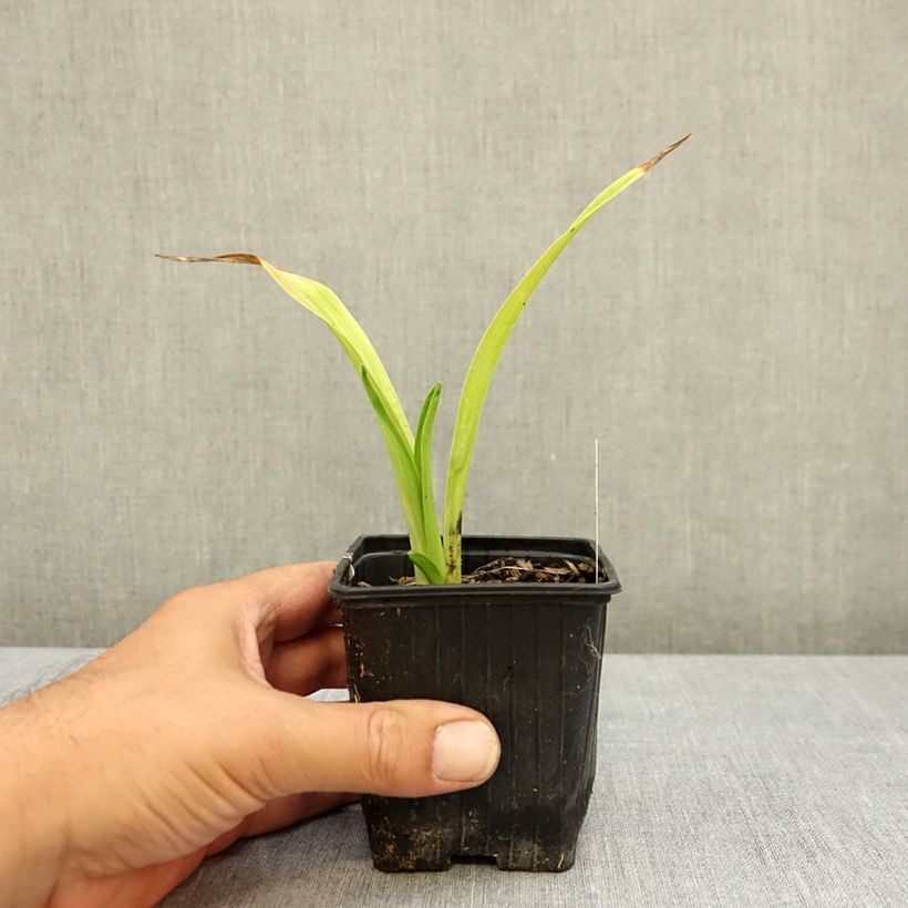 Example of Hémérocalle ou hemerocallis Patricia Jojo Godet de 8/9 cm as you get in ete