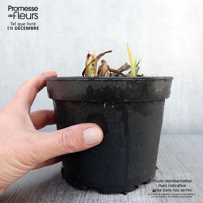 Example of Hémérocalle White Temptation - Lis d'un jour Pot de 2L/3L as you get in automne