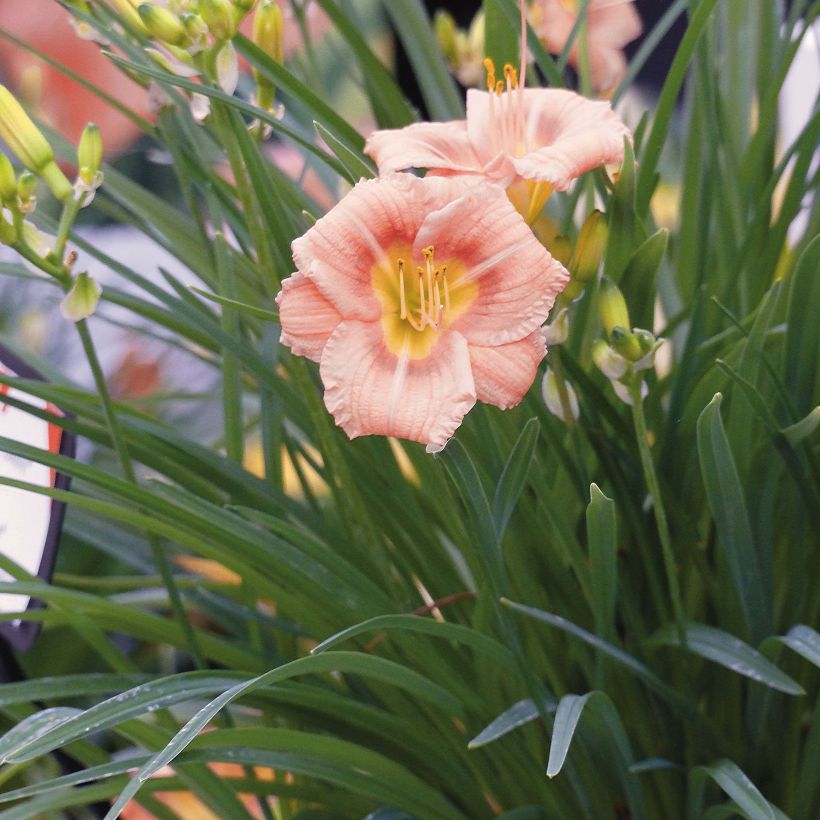 Hemerocallis Everydaylily Rose - Lis d'un jour  (Flowering)