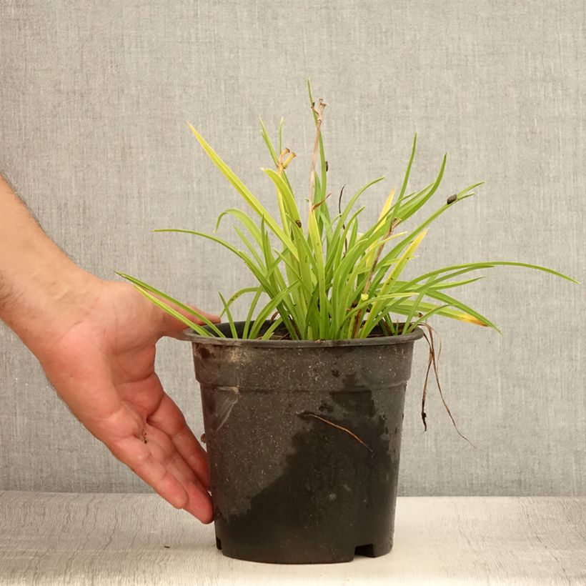 Example of Hemerocallis Everydaylily Rose - Lis d'un jour  Pot de 2L/3L as you get in ete