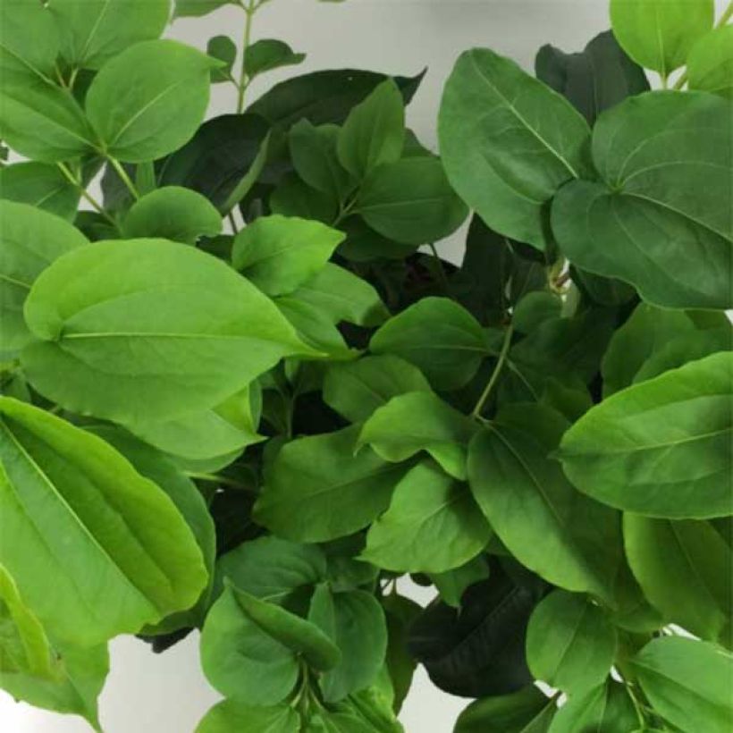 Heptacodium miconioides (Foliage)