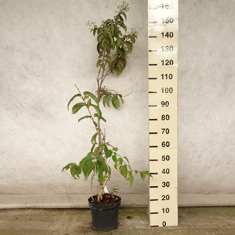 Example of Heptacodium miconioides Pot de 7,5L/10L as you get in ete
