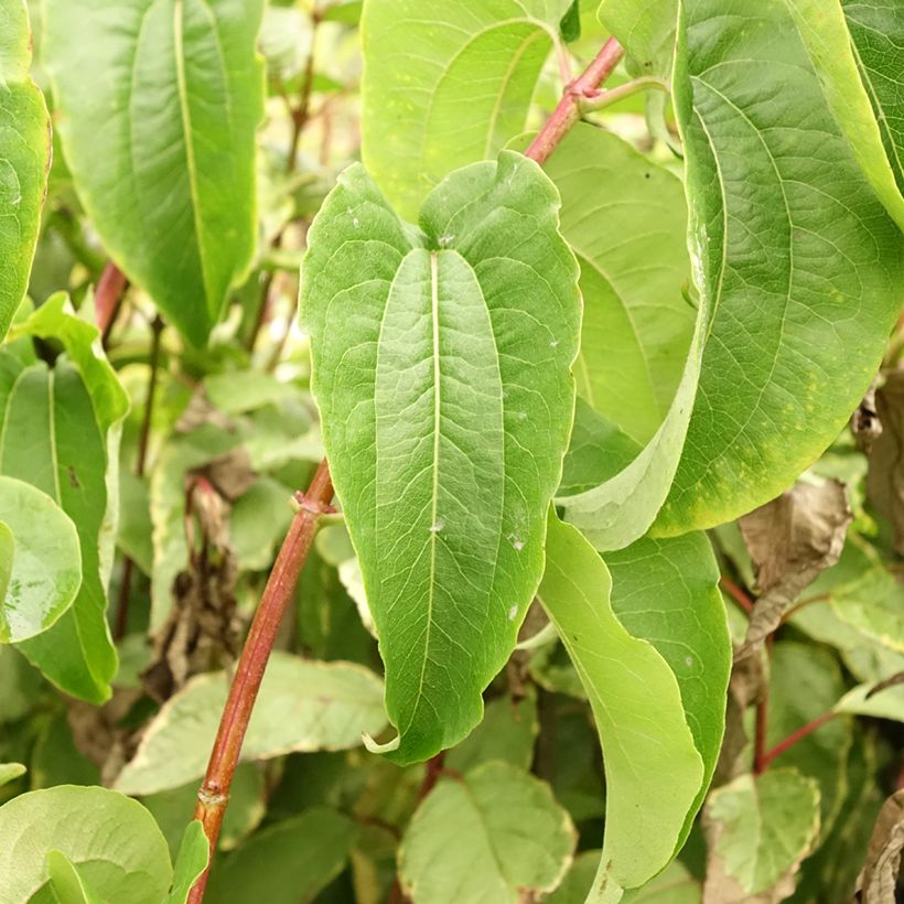 Heptacodium miconioides Tianshan - Arbre aux 7 fleurs (Foliage)