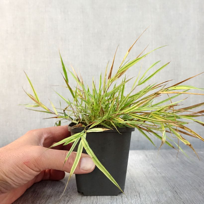 Example of Herbe du Japon - Hakonechloa macra Mulled Wine Godet de 8/9 cm as you get in automne