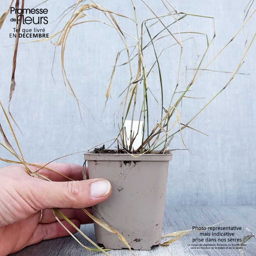 Example of Herbe du Japon - Hakonechloa macra Nicolas Godet de 8/9 cm as you get in automne