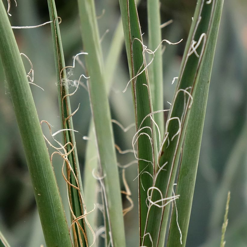 Hesperaloe parviflora Yellow Sun - Yucca rouge (Foliage)